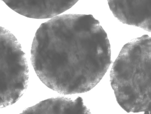 Microscope image