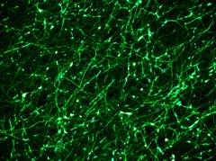 Living scaffold and membranes